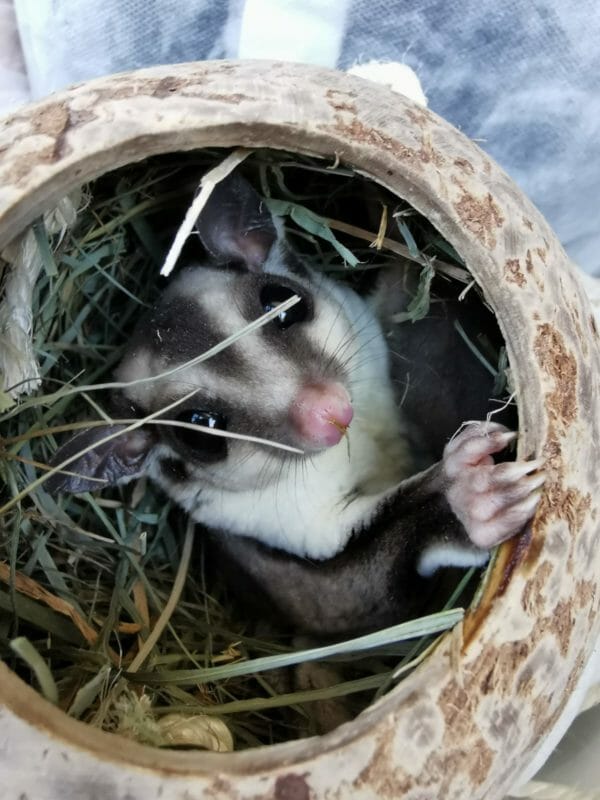 Sugar Glider sucht dringend Familienanschluss Sugar Glider sucht dringend Familienanschluss