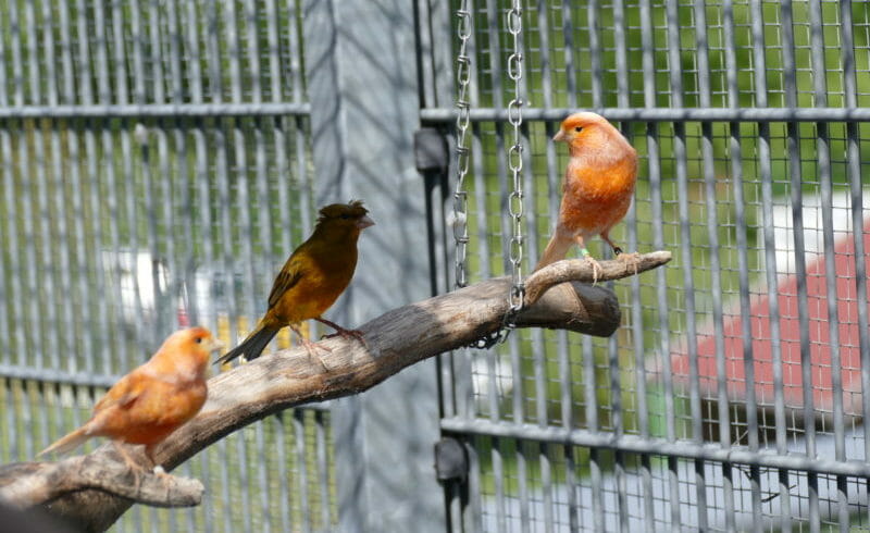 Kanarienvogel Kanarienvogel