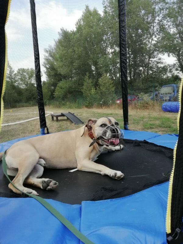 Mehr Spaß auf dem Hundeplatz Mehr Spaß auf dem Hundeplatz
