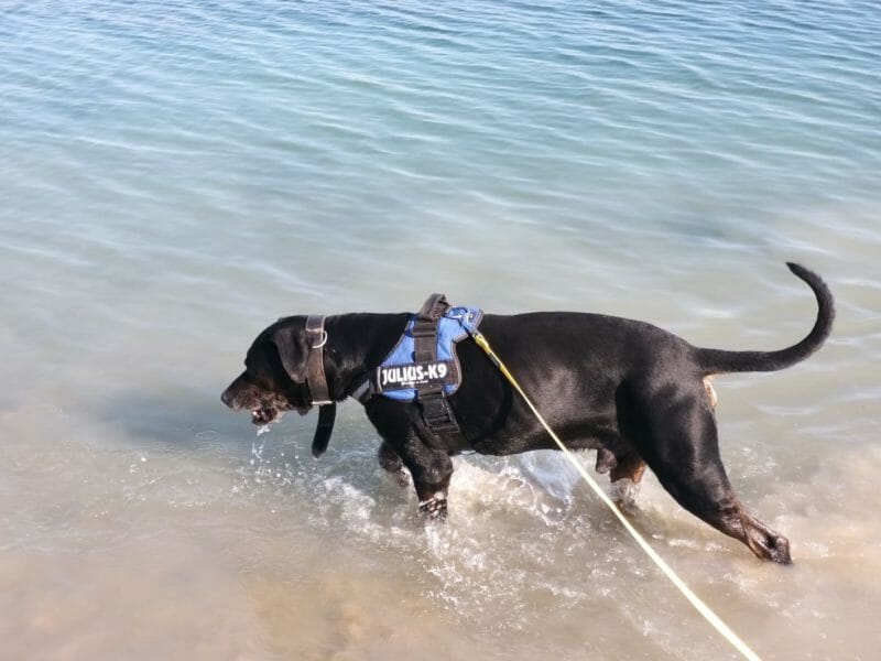 Hunde gehen baden… Hunde gehen baden…