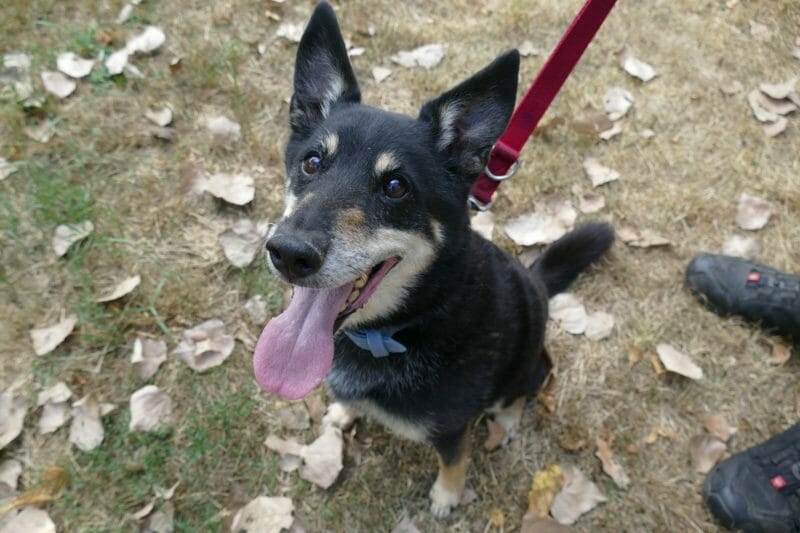 Kleine Hunde Tierheim Leipzig