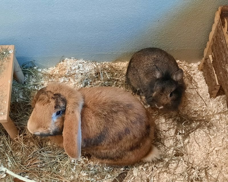 Chaletto und Geraldine Chaletto und Geraldine