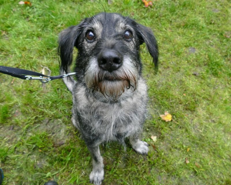 Mittlere Hunde Tierheim Leipzig