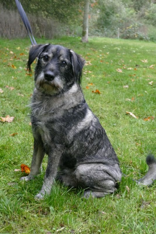 Mittlere Hunde – Tierheim Leipzig