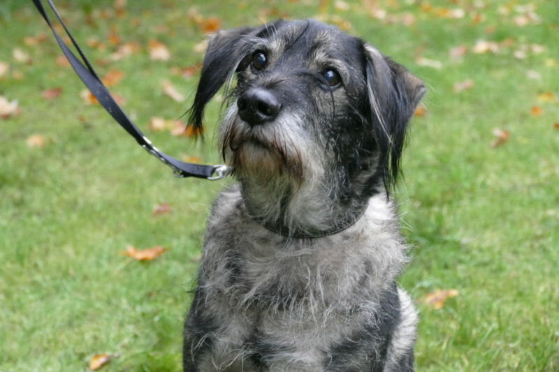 Mittlere Hunde – Tierheim Leipzig