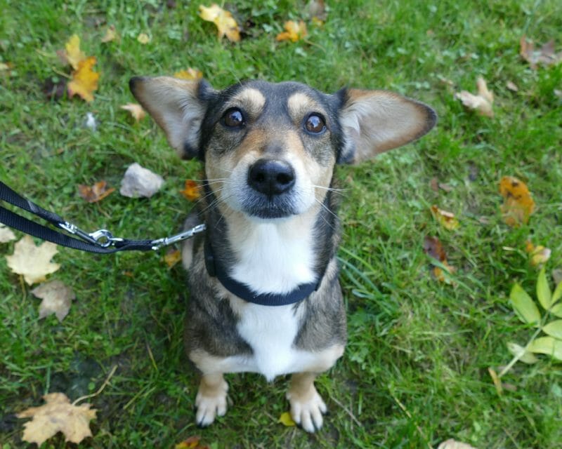 Hunde Tierheim Leipzig