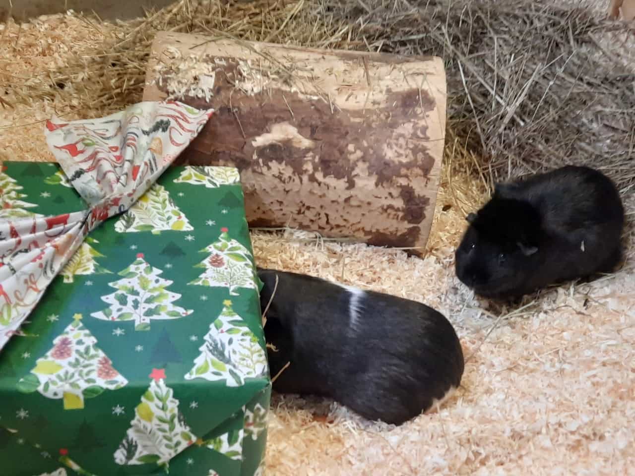 Wir wünschen schöne Weihnachten und ein gutes Neujahr Wir wünschen schöne Weihnachten und ein gutes Neujahr