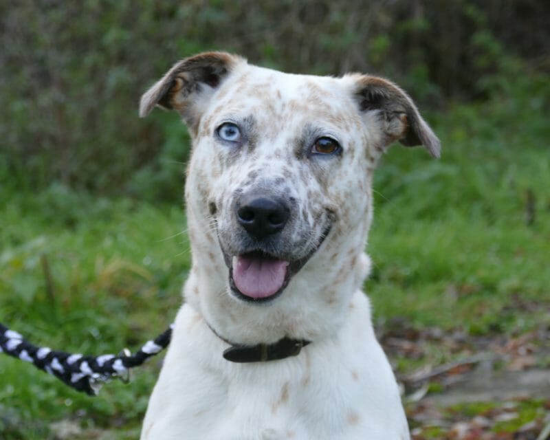 Tierheim Eisenberg Hunde