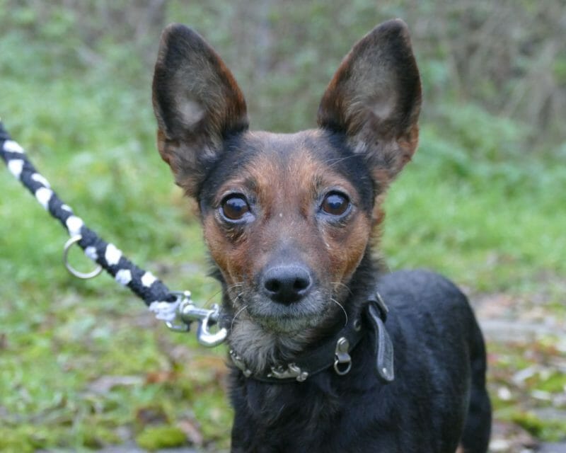 tierheim forbach kleine hunde