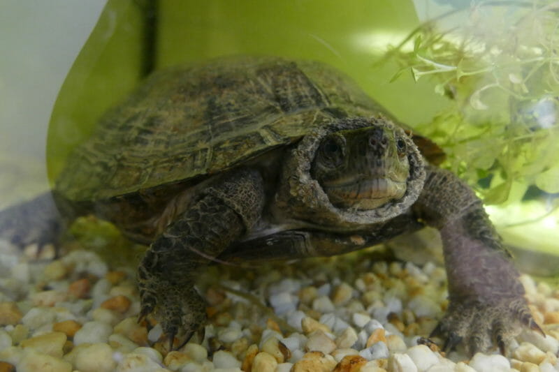 Indomalaiische Blatt- oder Dornschildkröte