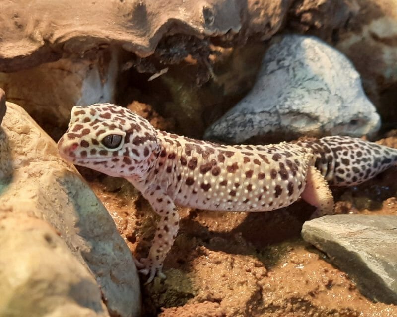 2 Leopardgeckos 2 Leopardgeckos