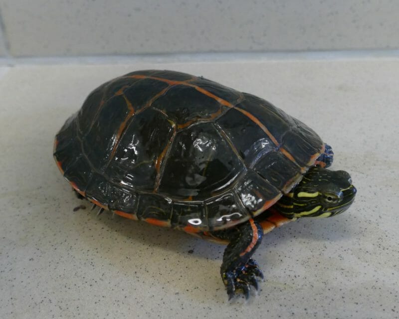 Rückenstreifen-Zierschildkröte Rückenstreifen-Zierschildkröte
