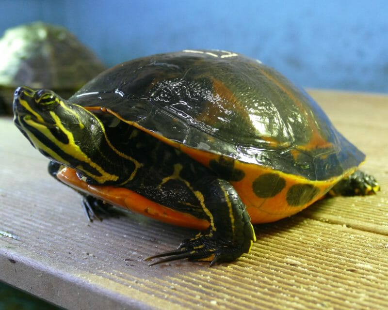 nördliche Rotbauchschmuckschildkröte nördliche Rotbauchschmuckschildkröte