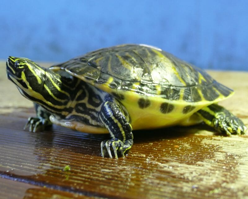 Peninsula-Schmuckschildkröten