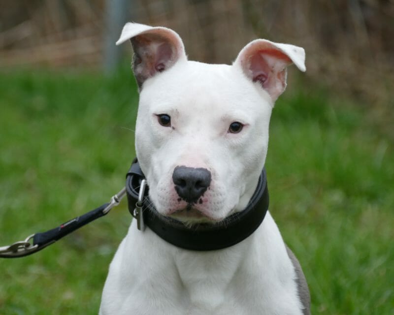 Ares Ares