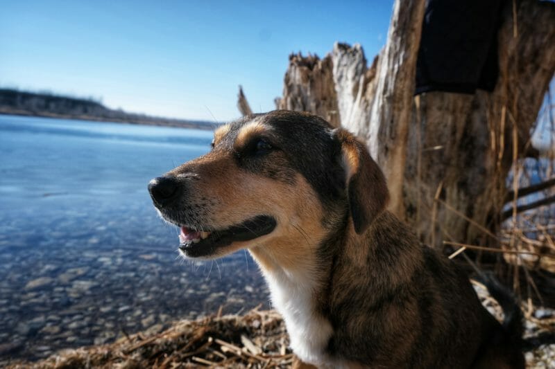 Nova möchte nicht ins Tierheim Nova möchte nicht ins Tierheim