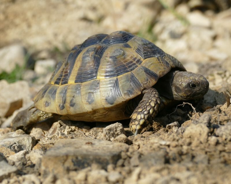 griechische Landschildkröte „Apollon“ griechische Landschildkröte „Apollon“