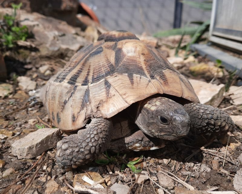 griechische Landschildkröte „Dione“ griechische Landschildkröte „Dione“