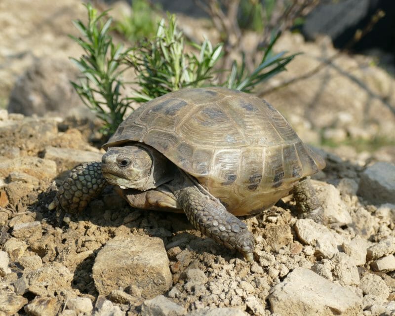 Vierzehen-Landschildkröte „Jelen“