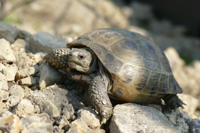 Vierzehen-Landschildkröte „Jelen“