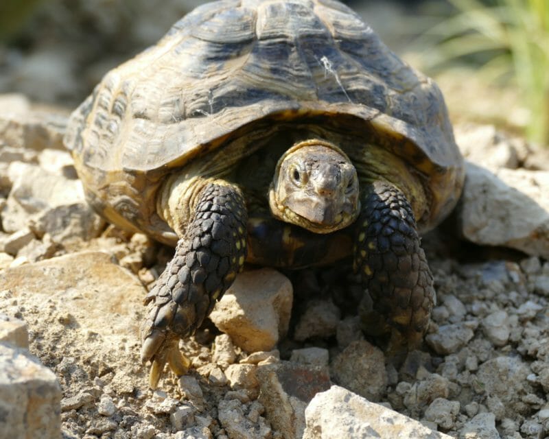 Vierzehen-Landschildkröte „Ludmilla“ Vierzehen-Landschildkröte „Ludmilla“