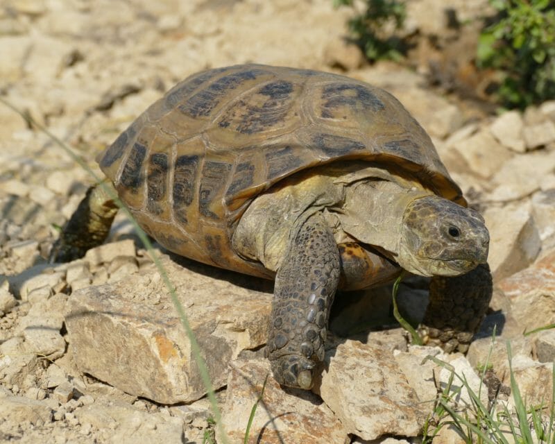 Vierzehen-Landschildkröte „Nastia“ Vierzehen-Landschildkröte „Nastia“
