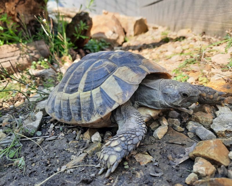 griechische Landschildkröte „Olympia“ griechische Landschildkröte „Olympia“