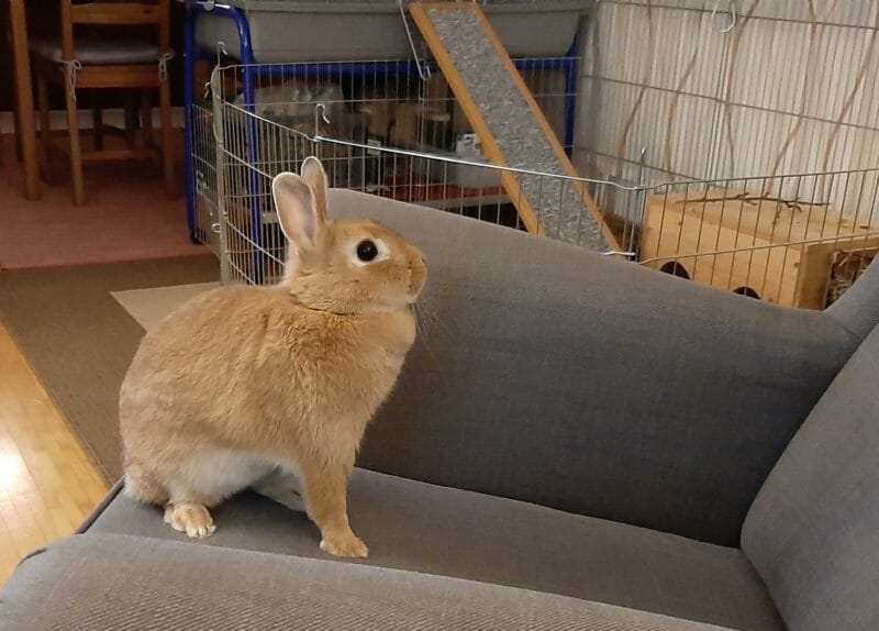 Kaninchendame will nicht ins Tierheim Kaninchendame will nicht ins Tierheim