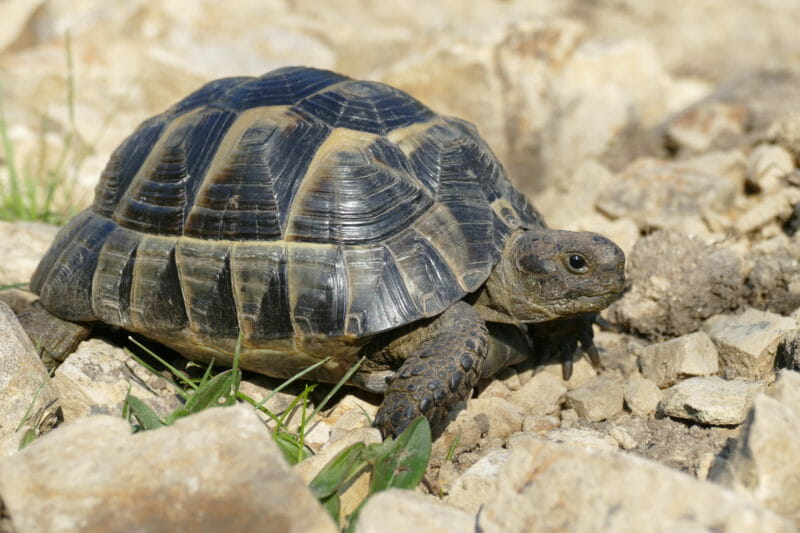 maurische Landschildkröte „Stöpsel“ maurische Landschildkröte „Stöpsel“