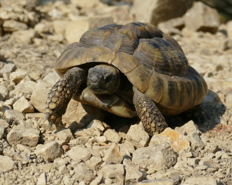 griechische Landschildkröte „Thales“ griechische Landschildkröte „Thales“