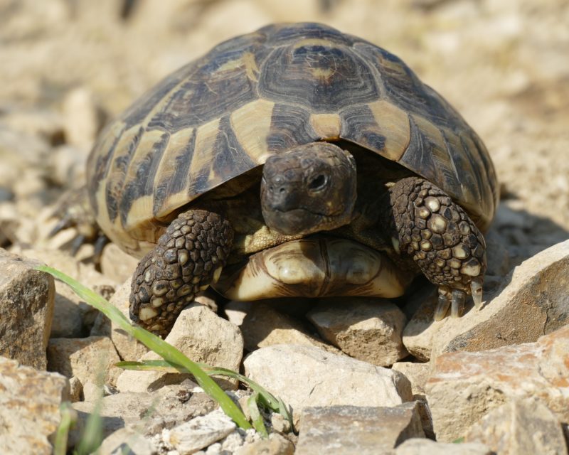 griechische Landschildkröte „Thalia“ griechische Landschildkröte „Thalia“