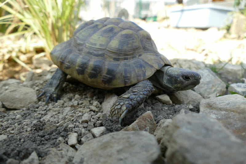 griechische Landschildkröte „Thanos“ griechische Landschildkröte „Thanos“
