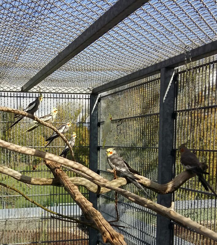 Nymphensittiche Nymphensittiche