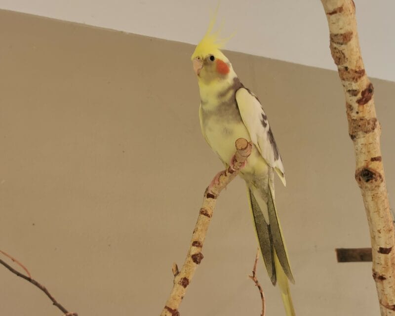 Nymphensittiche Nymphensittiche