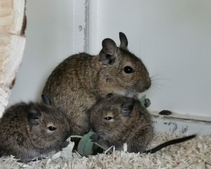 Degus Degus