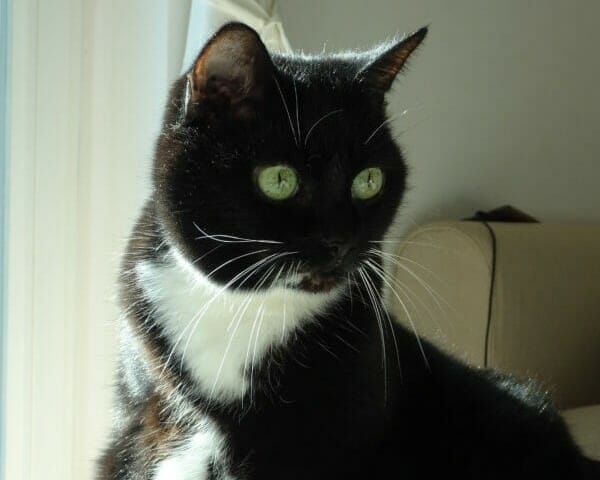 Katze Molly möchte nicht wieder ins Tierheim Katze Molly möchte nicht wieder ins Tierheim