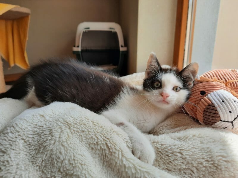 Pflegestelle Katze Leipzig