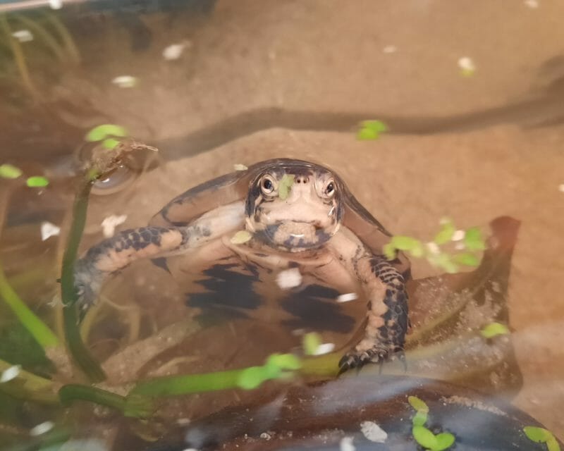 Tropfenschildkröten Tropfenschildkröten