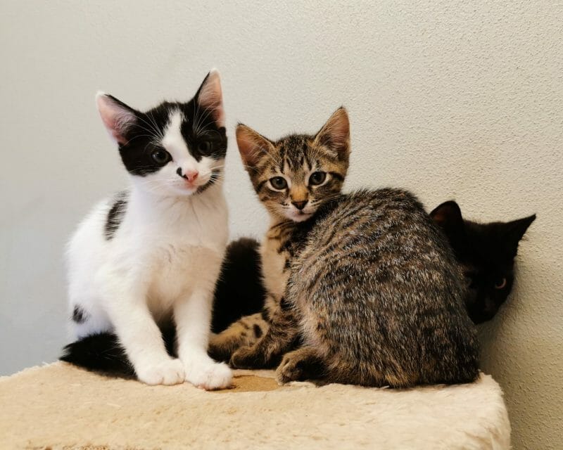 Katzenkinder Katzenkinder