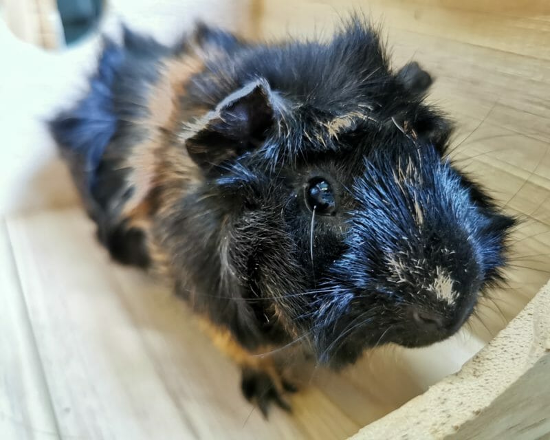 Johann Johann