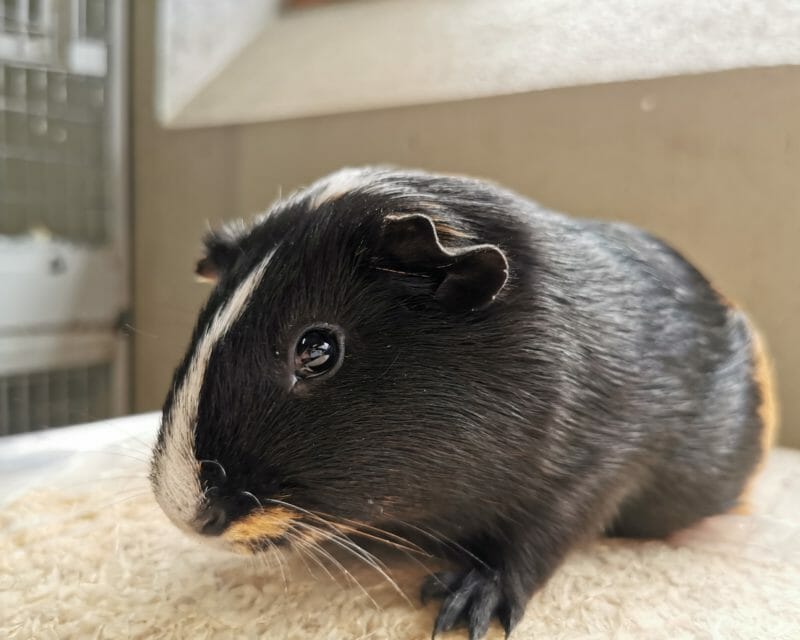 Wolfgang Wolfgang