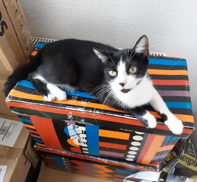 Freigängerin Mucki sucht neues Zuhause ohne Tierheim Freigängerin Mucki sucht neues Zuhause ohne Tierheim