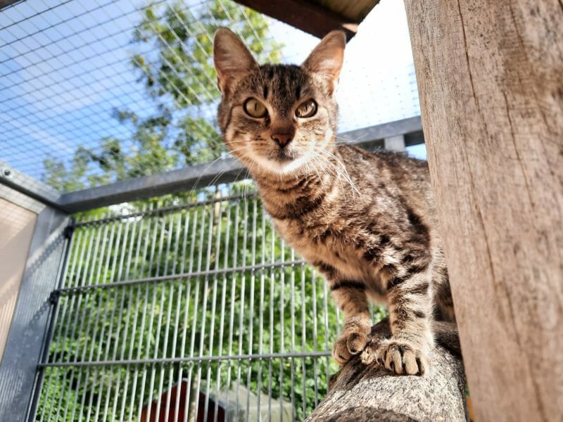 Katzen – Tierheim Leipzig