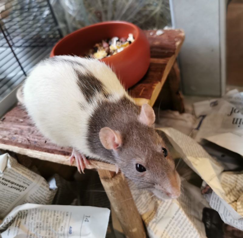 RATTE(N) sich, wer kann – fast 70 Farbratten leben im Tierheim und suchen ein Zuhause RATTE(N) sich, wer kann – fast 70 Farbratten leben im Tierheim und suchen ein Zuhause