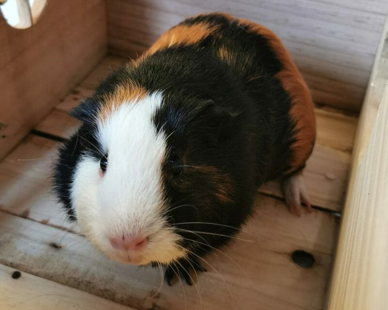 Karl Karl