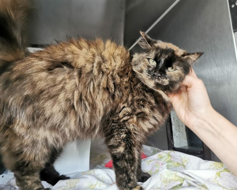 Katzen – Tierheim Leipzig