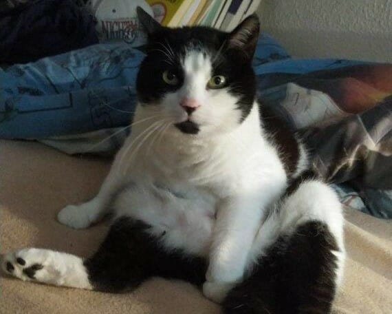 Kater Ziggy sucht neuen Wirkungskreis ohne Tierheim Kater Ziggy sucht neuen Wirkungskreis ohne Tierheim