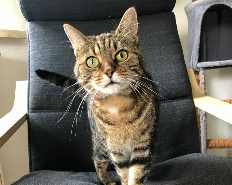 Nala möchte nicht ins Tierheim Nala möchte nicht ins Tierheim