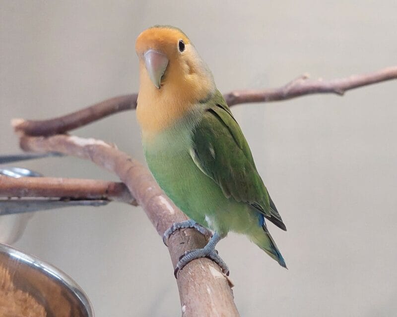 Rosenköpfchen Rosenköpfchen