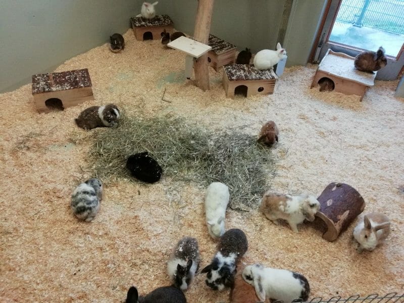 Und nun noch die Zwergkaninchen Und nun noch die Zwergkaninchen
